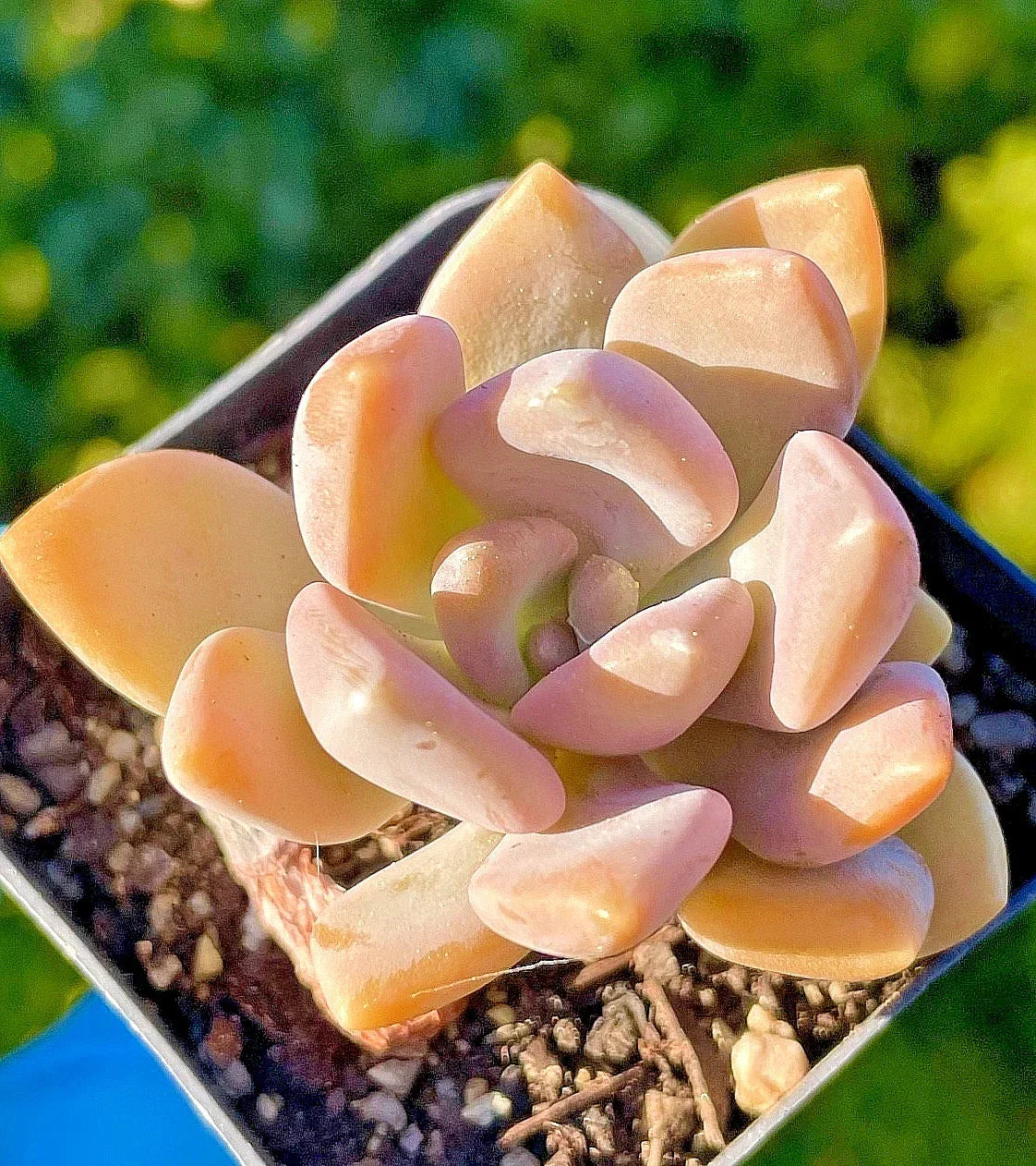 Rare Succulent Baby Plant 1.5-Inch Graptophytum 'Supreme' Orange-Pink Color, Fully Rooted Live Plant, Succulent Collector Gift