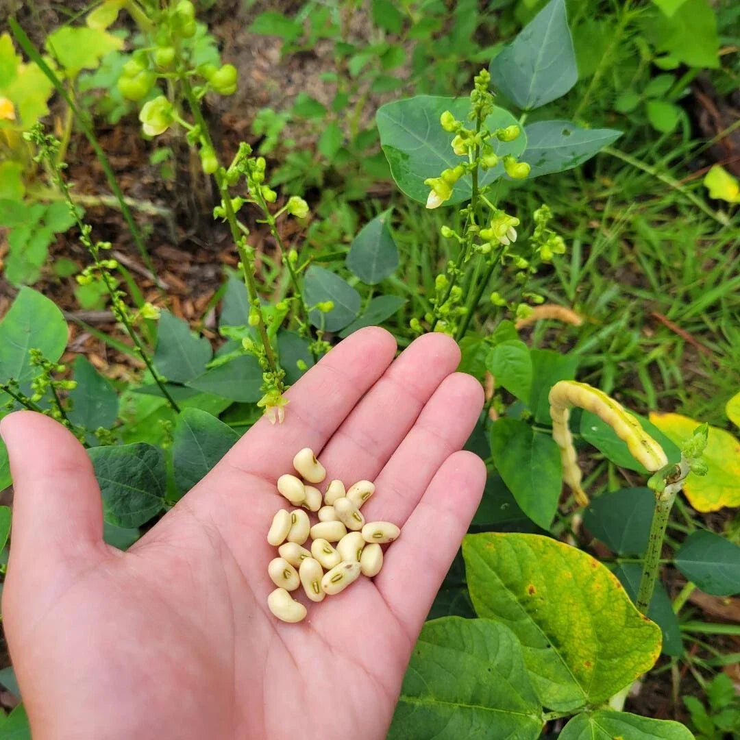 Organic Cream 40 Butter Bean Seeds - Hardy Cow Pea Vigna unguiculata - Florida Grown, 15 Seeds