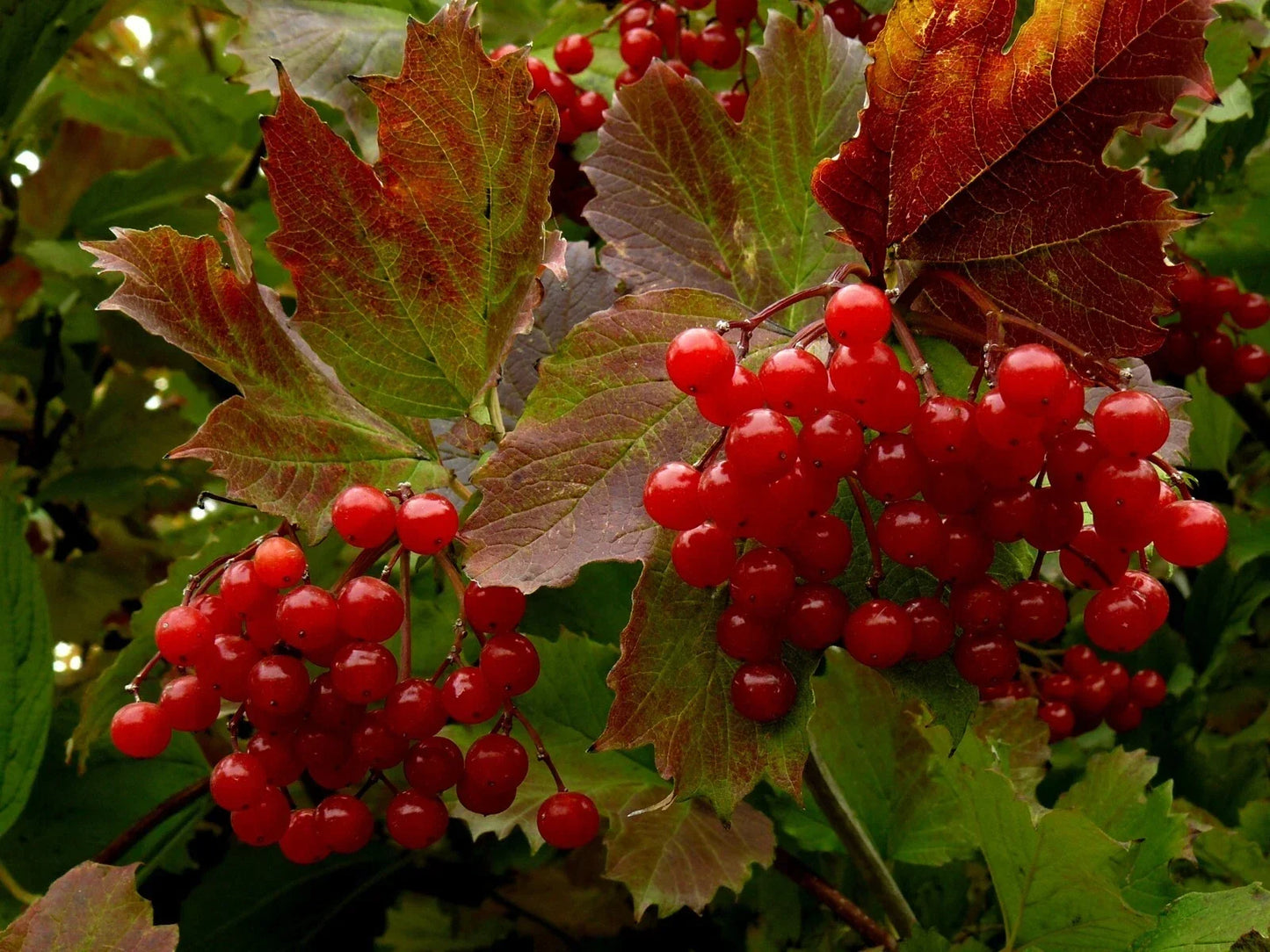 Highbush Cranberry Seeds Viburnum Trilobum – 40+ High Yield Seeds for Landscaping & Wildlife Gardens