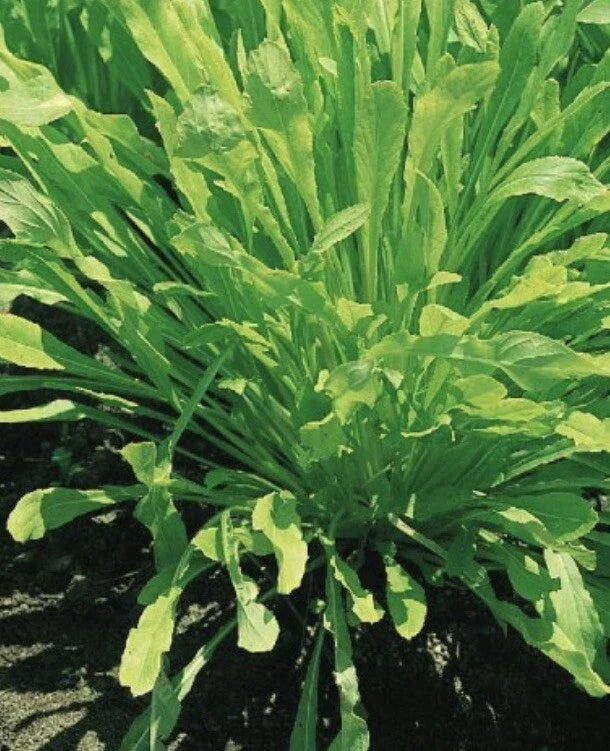 Mibuna Chinese Cabbage Seeds - 1000 Non-GMO Seeds for Chinese Broccoli & Kale