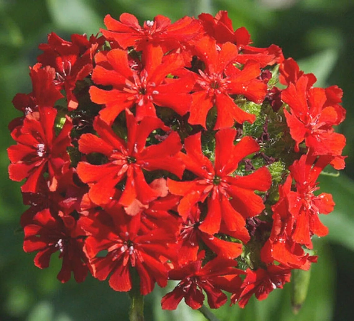 Maltese Cross Flower Seeds - 500+ Perennial Red Lychnis chalcedonica for Garden, Butterfly Attracting, Full Sun to Partial Shade