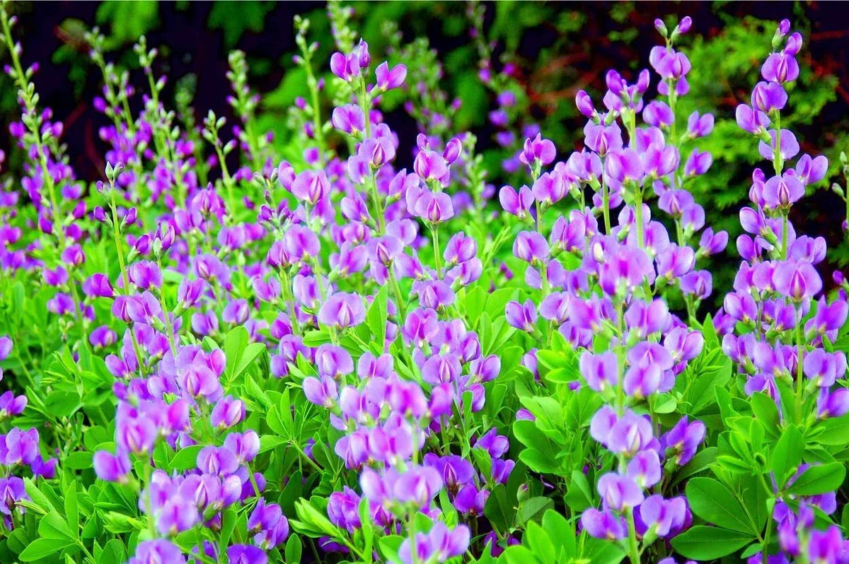 50 Indigo Bush Seeds - Indigofera amblyantha - Drought-Tolerant Native Shrub