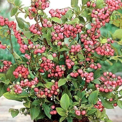 Pink Lemonade Blueberry Live Plant - Vaccinium ashei Rabbiteye Variety in 3-Inch Pot for Edible Gardens
