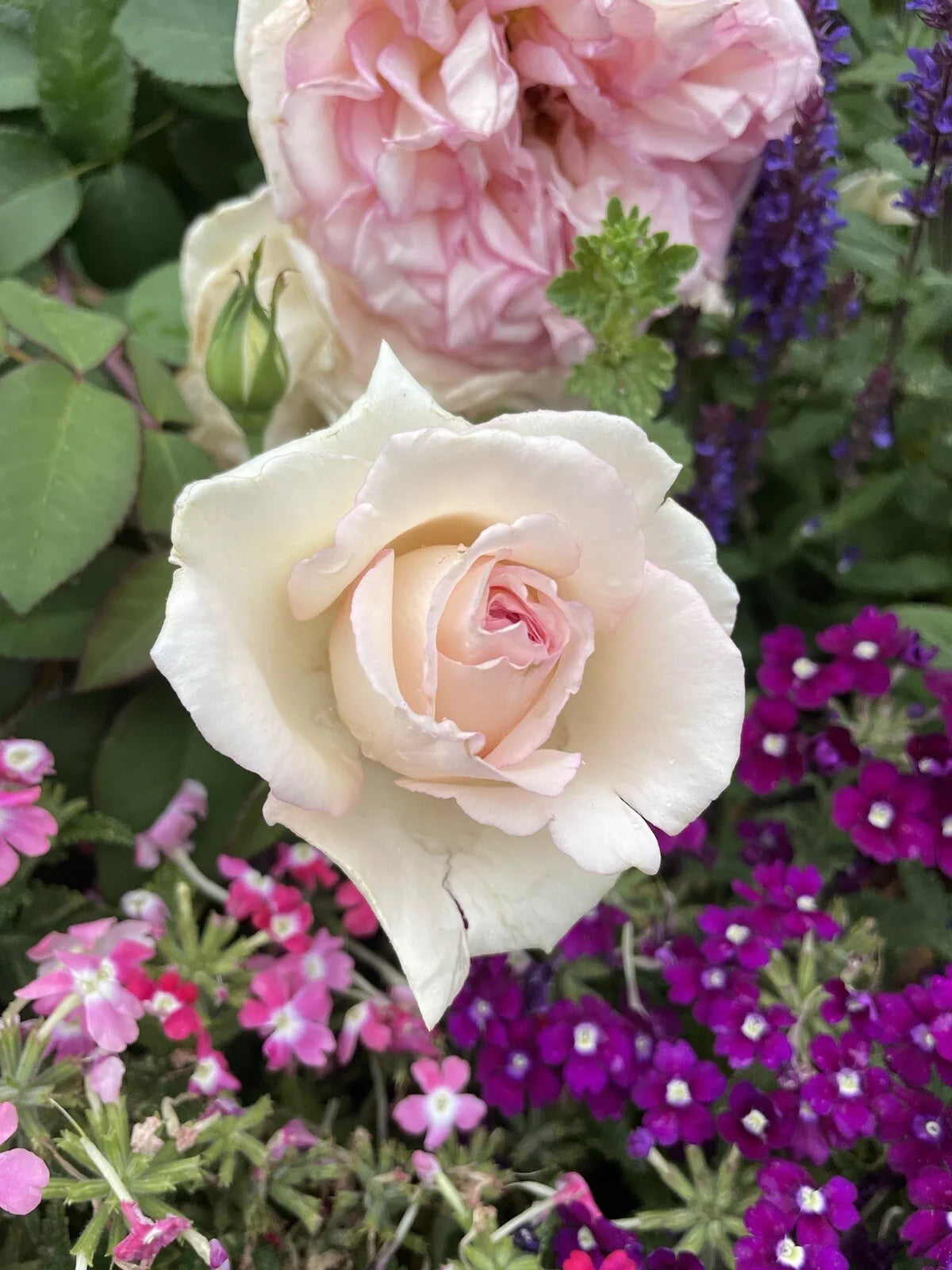 Pink Enchantment Rose Cuttings – Unrooted Fresh 6-Inch Rosa 'Pink Enchantment' Garden Plant Propagation