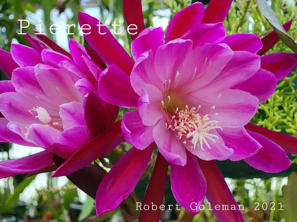 Epiphyllum 'Pierette' Unrooted Cutting - Rare Orchid Cactus for Indoor Garden Propagation