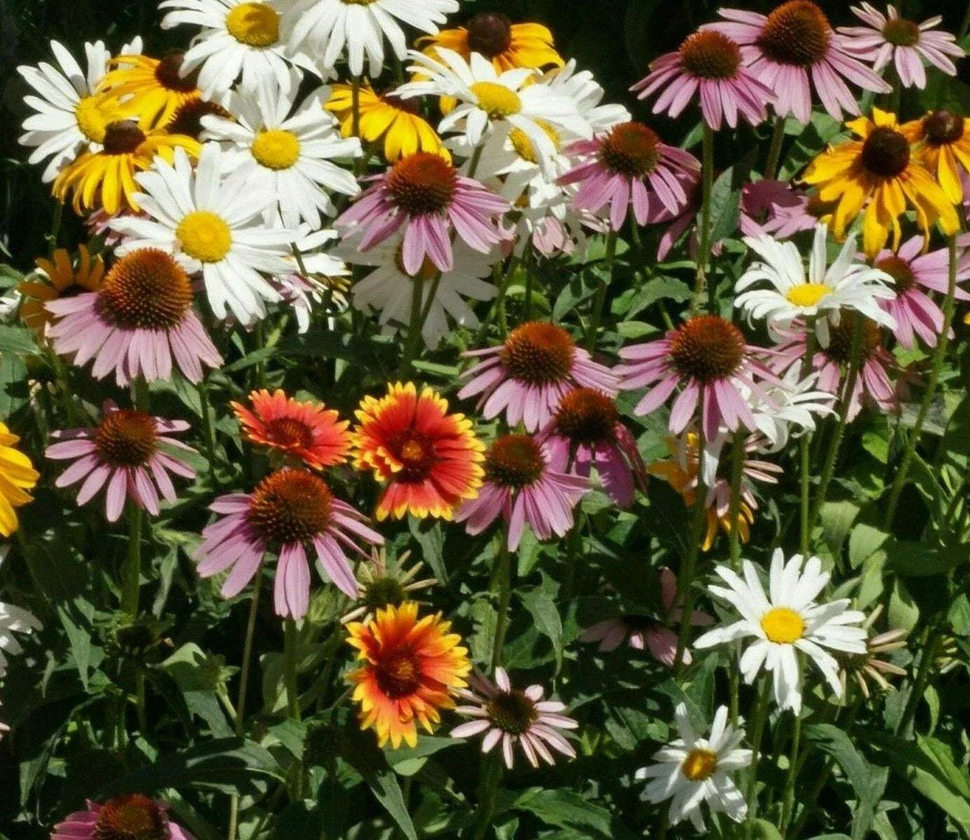 Perennial Flower Seed Mix - 200+ Coneflower, Daisy & Wildflower Seeds for Garden, Attracts Pollinators, Drought-Tolerant, Eco-Friendly