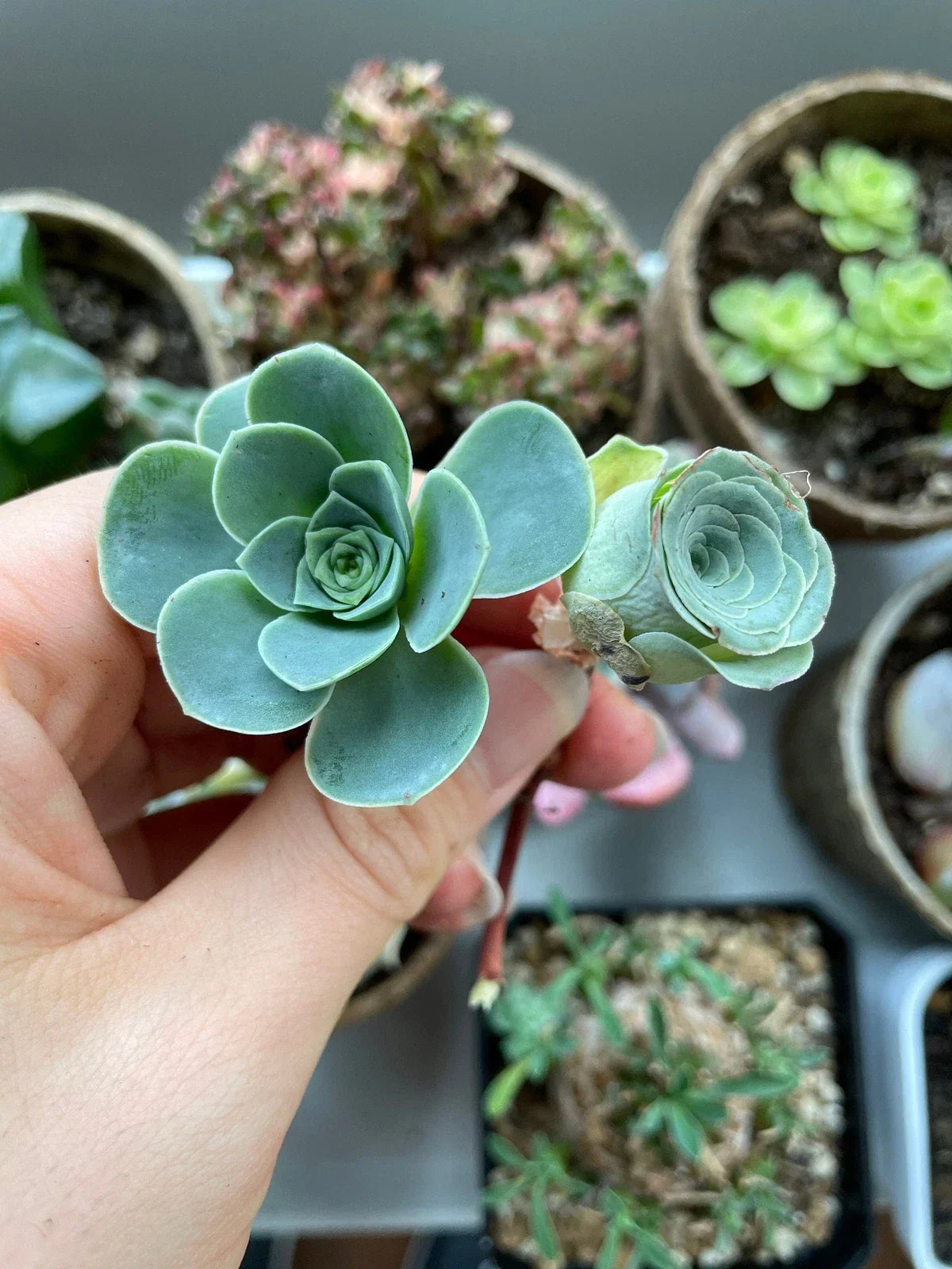 Greenovia Mix Cuttings - Rare Succulents for Propagation - Indoor Garden, Crassulaceae, Greenovia diplotrichia