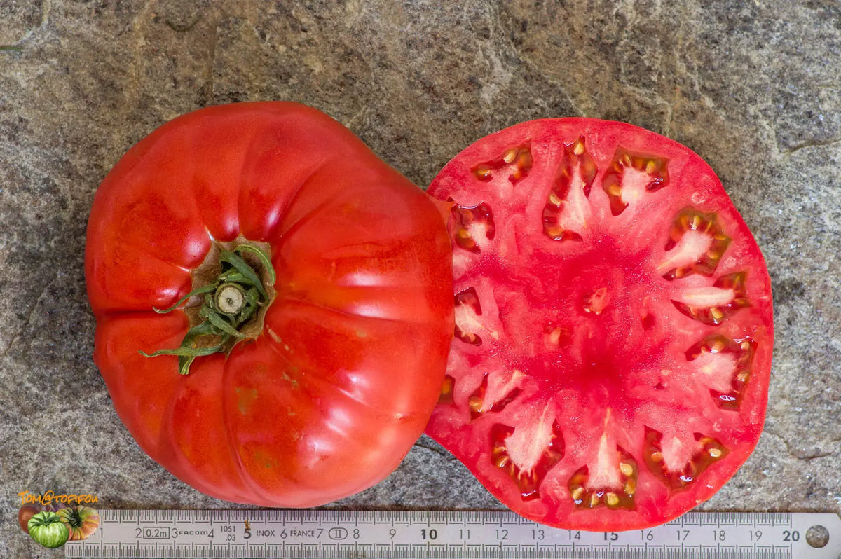 Tomato Seeds Box Car Willie - 40+ Count - Solanum lycopersicum