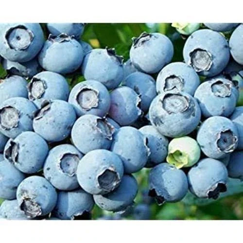 Lowbush Blueberry Seeds - 250+ Seeds - Vaccinium angustifolium - USA Made