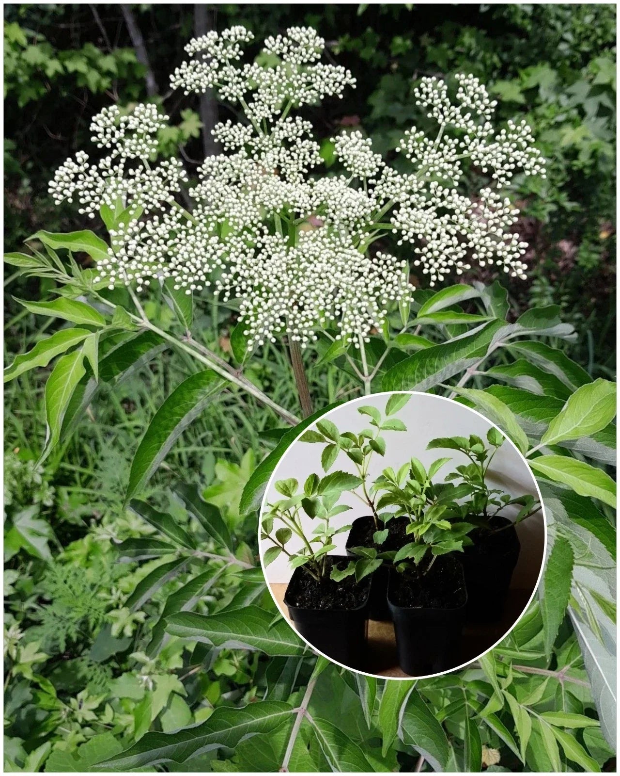 American Elderberry Starter Plant in 2"x3" Pot, Sambucus canadensis, Edible Berries, Native Perennial, Organic, Hardy Shrub
