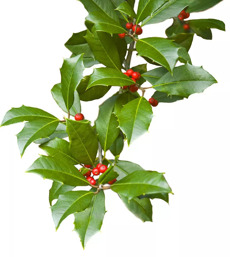 American Holly Cuttings, Ilex opaca, Native Evergreen Shrub for Screening, Hedge, Landscaping