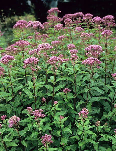 Joe Pye Weed Perennial Plant - Bare-Root, Pink to Purple Flowers, Winter Hardy, Eupatorium purpureum, 2 Plants