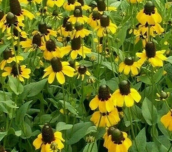 Clasping Coneflower Seeds 1000+ Rudbeckia Annual Wildflower for Bees, Pollinator-Friendly Gardening, Drought-Tolerant, Full Sun