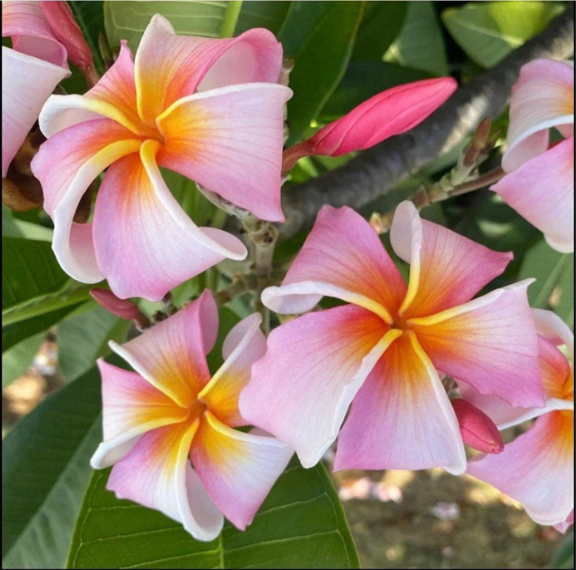 Rooted Plumeria Cutting - Nakamoto's Ribbon Variety - 14 Inches - Frangipani Plant for Garden or Indoor Use