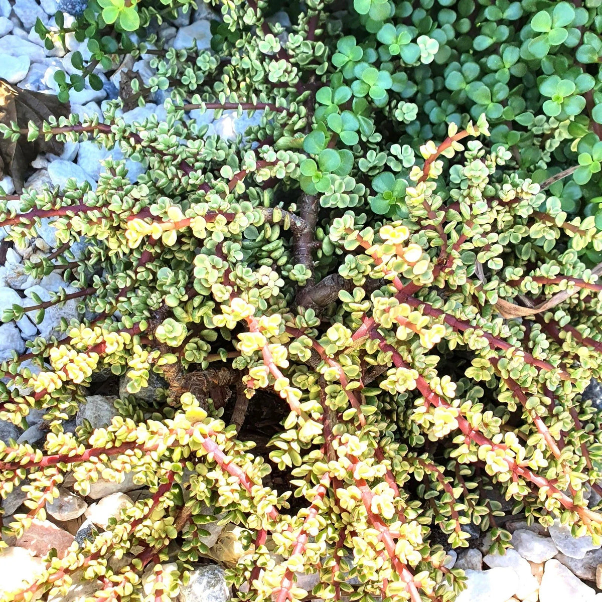 Variegated Elephant Bush Cuttings - 6 Succulents Portulacaria afra Drought Tolerant Easy Grow Plants