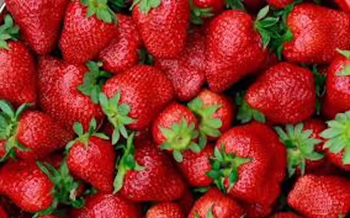 5 Junebearing Strawberry Plants Tennessee Beauty - Large Sweet Perennial Berries