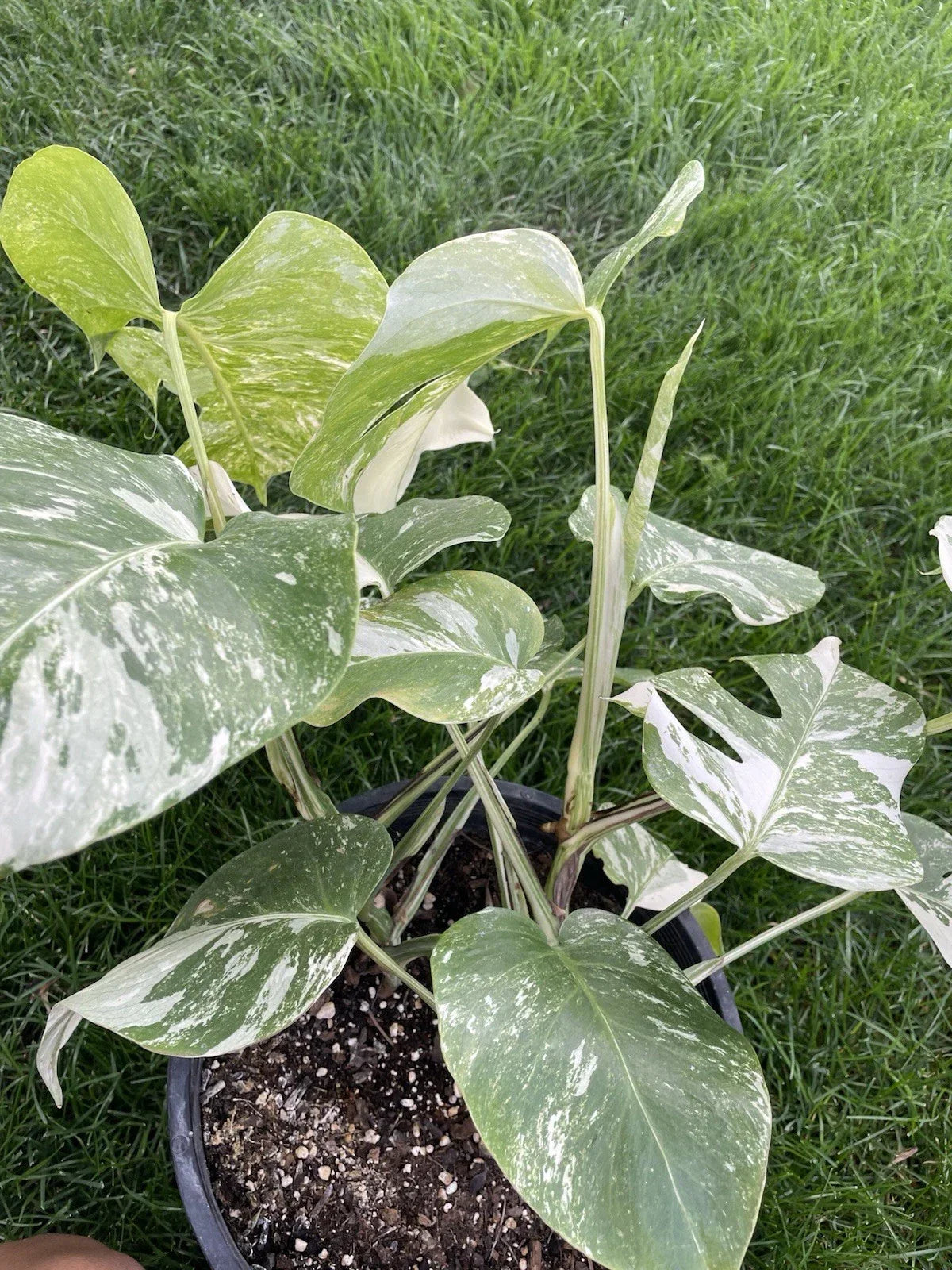 Variegated Monstera Plant - 6-Inch Pot - Monstera deliciosa 'Variegata' - Indoor Tropical Houseplant for Decor