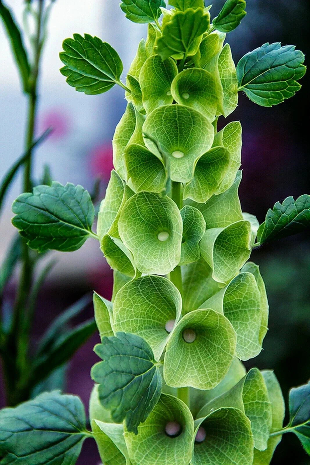 Bells of Ireland Seeds - 45 Pack - Green Bell-Shaped Flowers - Molucella laevis - Annual Garden Flower Seed