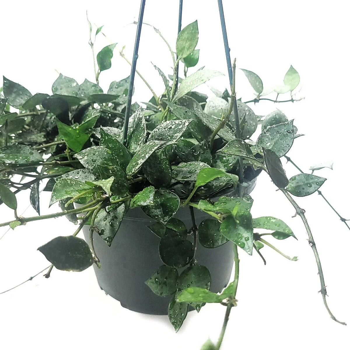 Hoya Krohniana Eskimo Live House Plant in 6-Inch Pot, Variegated Foliage, Easy Care Indoor Plant