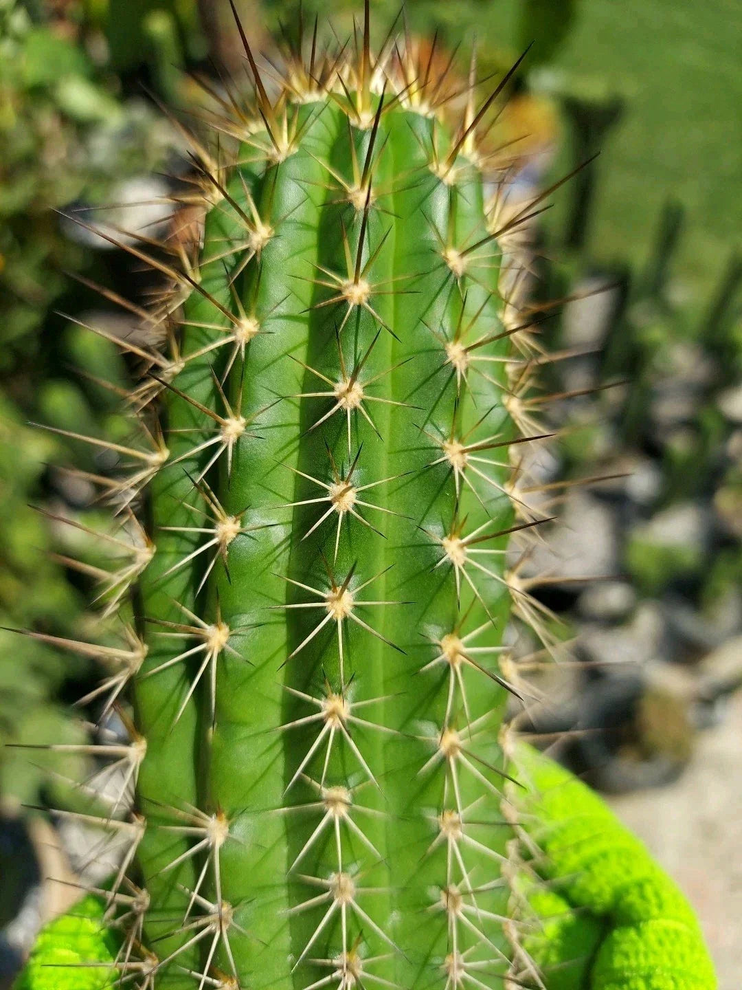 Echinopsis Thelegonus X Grandiflorus Cactus Cutting - 'Theleflora' Hybrid Succulent for Indoor & Outdoor Gardens