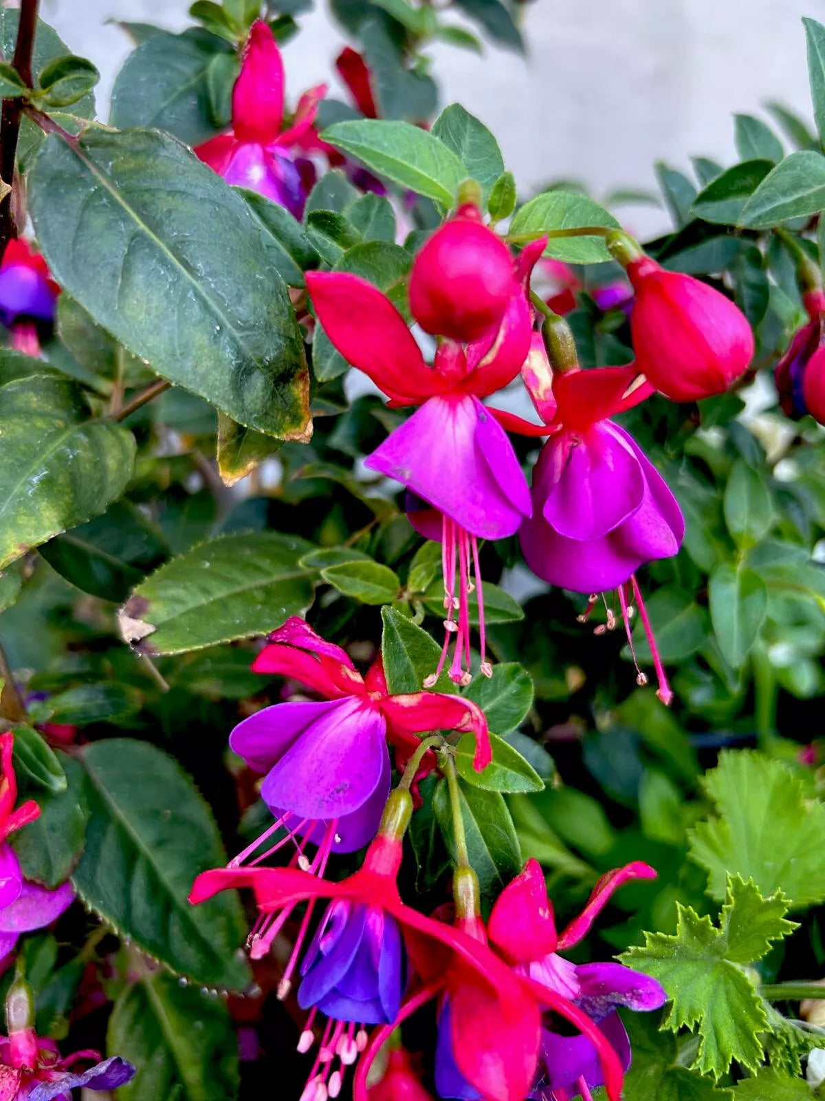 Blue Eyes Fuchsia Live Plant in 3-Inch Pot, Fuchsia magellanica, Blue and Purple Blooms, Compact, Well-Rooted