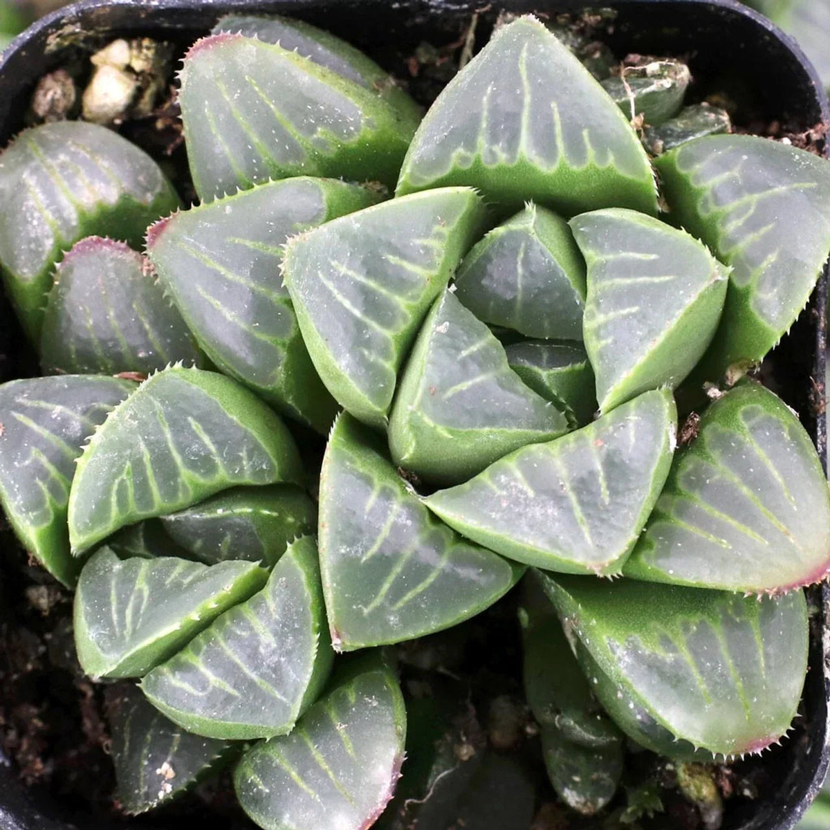 Haworthia Mutica Potted Plant - 4" Succulent Houseplant - Rare, Low Maintenance, Indoor Garden, Compact Rosette, Green Fleshy Leaves