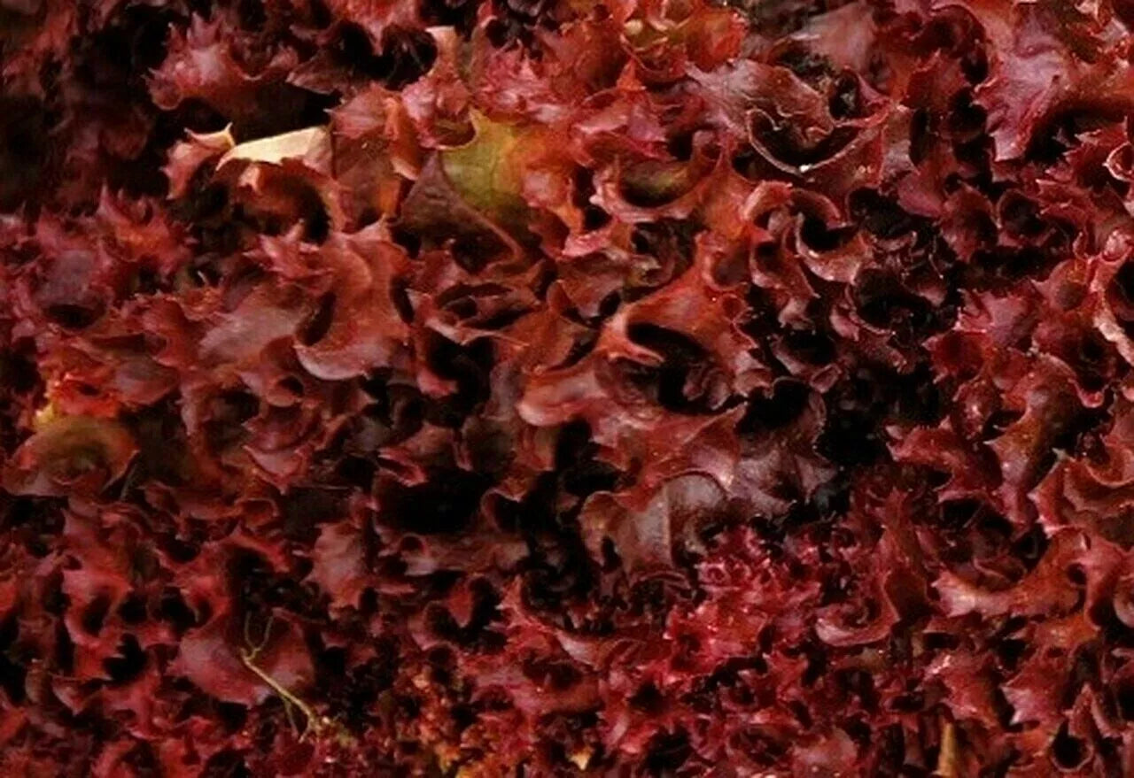 Organic Ruby Red Lettuce Seeds – Loose-Leaf Salad Greens, Lactuca sativa, 1000+ Seeds
