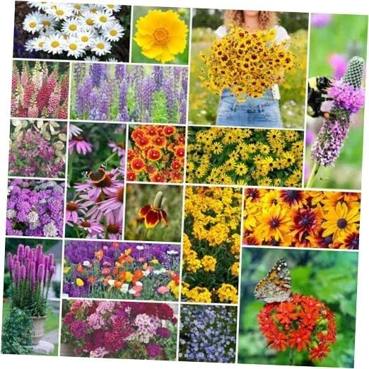 Perennial Wildflower Seeds Mix - 5 lb, Native Flower Blend, Non-GMO, Attracts Pollinators, Eco-Friendly Garden Seeds