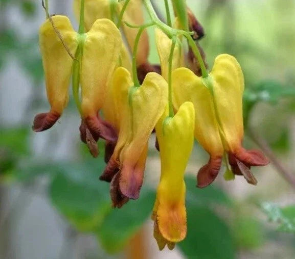 25 Bleeding Heart Seeds - Dicentra spectabilis - Shade Perennial Flower for Garden, Heart-Shaped Pink Blooms