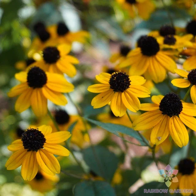 Clasping Coneflower Seeds - 200+ Pack Rudbeckia amplexicaulis - USA Grown Perennial