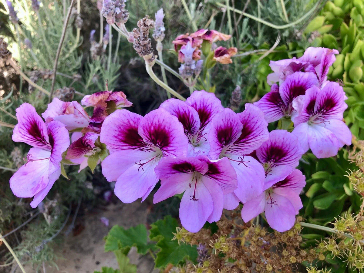 Lavender Purple Pelargonium Fancy Regal Geranium 6" Live Plant Cutting, Pelargonium x domesticum, Indoor Garden, Pollinator Attracting
