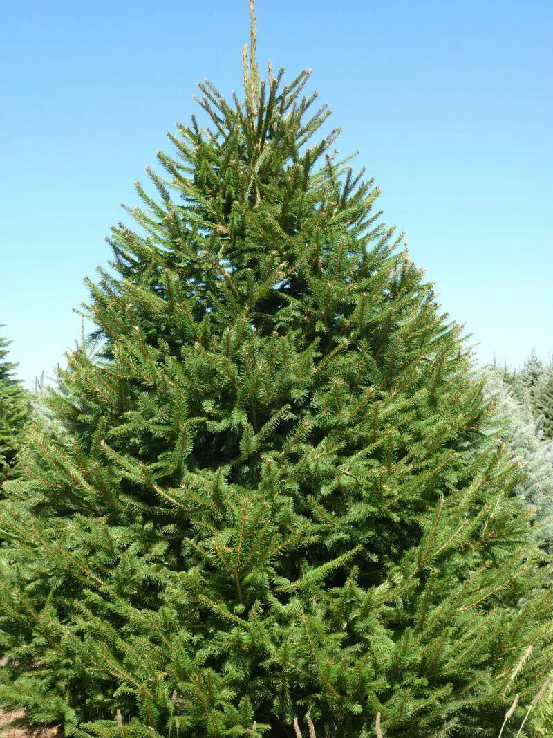 Norway Spruce Tree Live Plant 8-16 Inches Bare Root Picea abies Zones 3-7