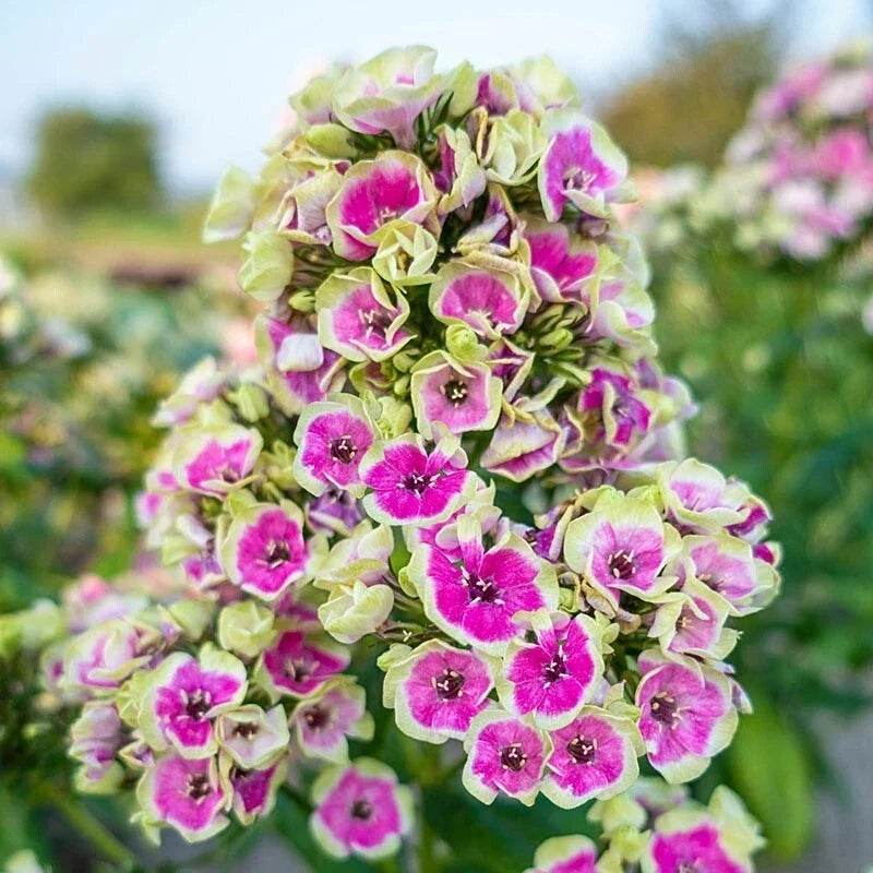 Yellow Phlox Seeds – Perennial Flower Seeds for Borders & Containers, Butterfly Attracting, Phlox paniculata, 50 Seeds
