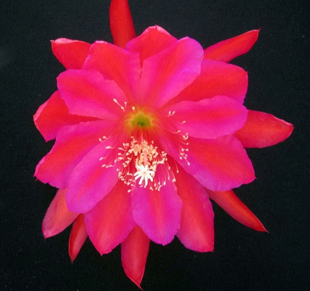 Epiphyllum Cactus Cutting - Cuzco Orchid Variety - Easy Care Indoor/Outdoor Succulent - Epiphyllum oxypetalum