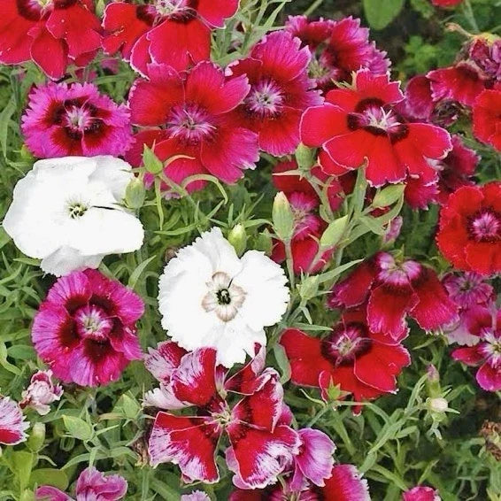 Baby Doll Dianthus Seed Mix - Colorful Annual Flowers - Dianthus chinensis - 300+ Seeds for Garden, Containers, Pollinator Attracting