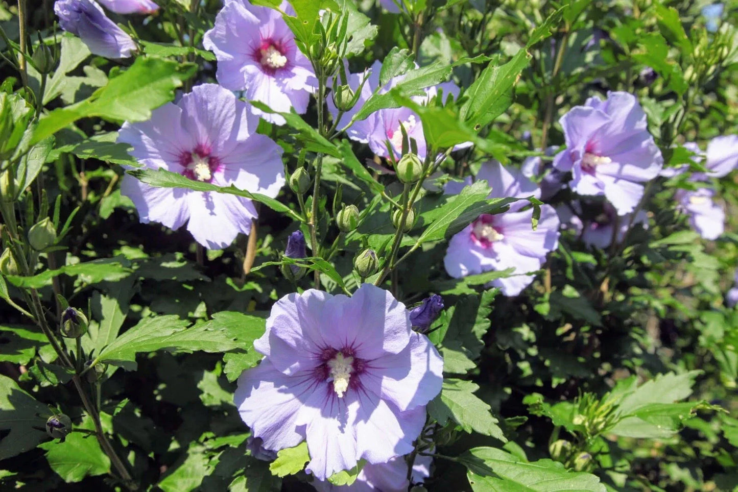 Unrooted Hibiscus syriacus Cuttings – Rose of Sharon Hardy Flowering Shrub, 10 Pack