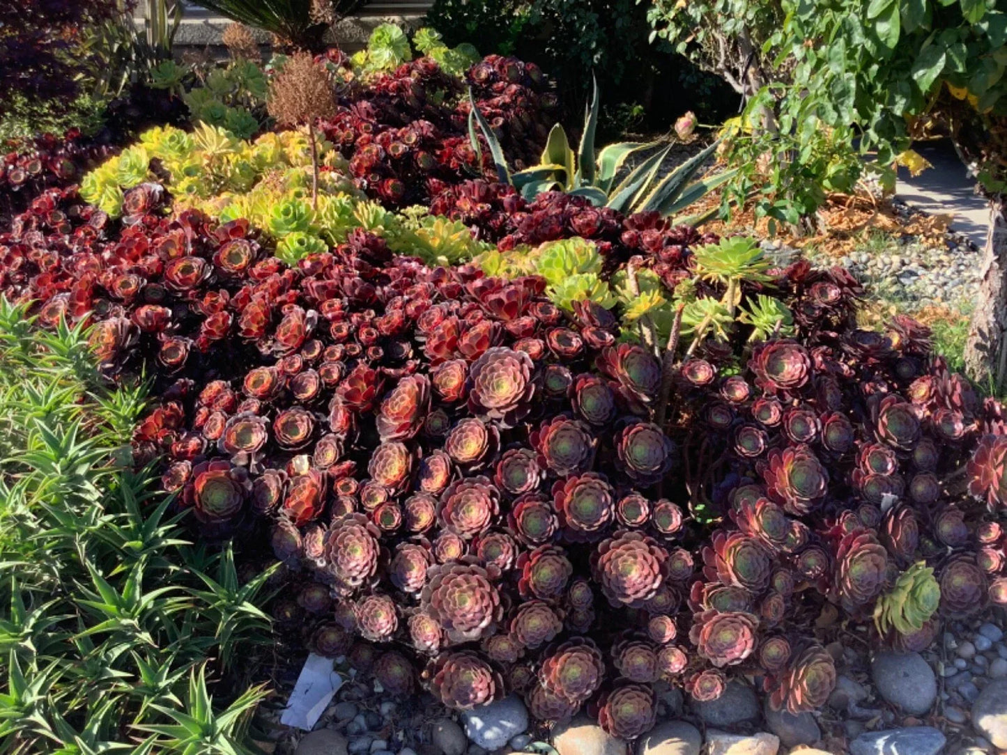 Large Aeonium Cuttings 6” Wide - Unrooted Succulent Plant Cuttings for Propagation