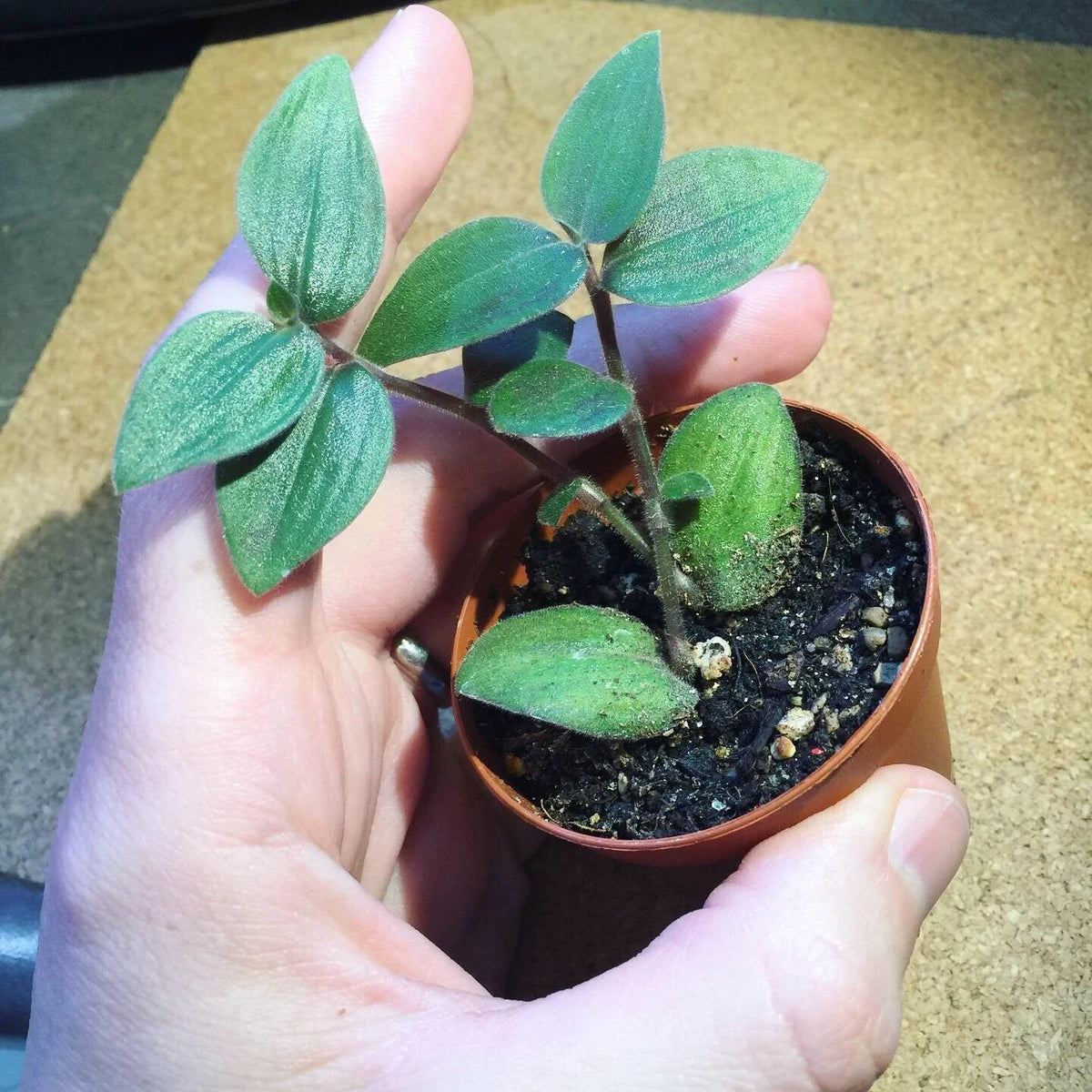 Tradescantia chrysophylla 'Baby Bunny Bellies' Starter Plant – Soft Foliage, Trailing, Indoor Garden, Pet Safe