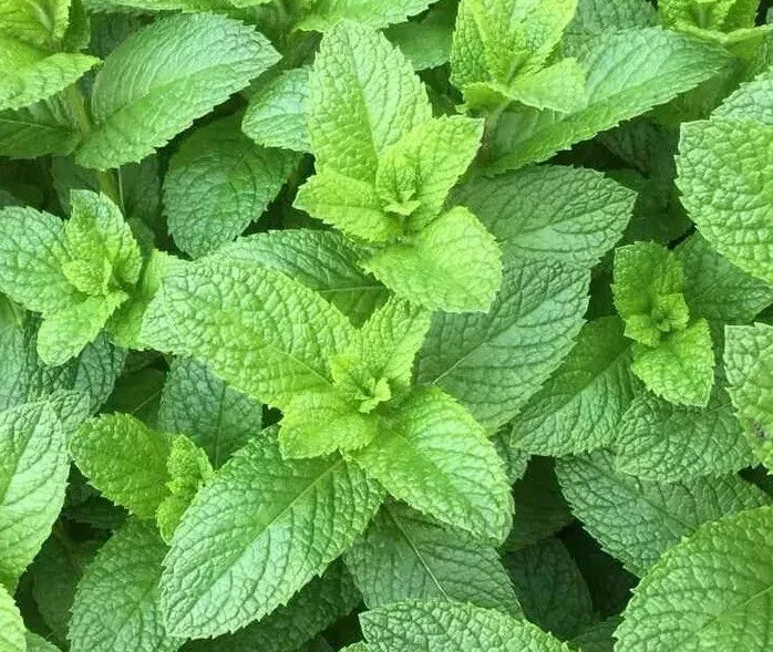 Spearmint Seeds 500++ Non-GMO Heirloom Mentha spicata Herb for Culinary & Gardening