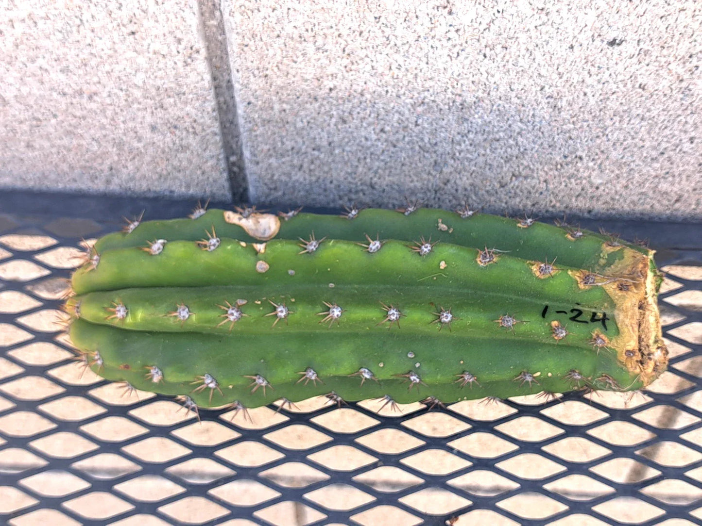 Cereus Scopulicola Cactus Cutting - 24 Inches Tall Succulent Plant for Gardening & Home Decor