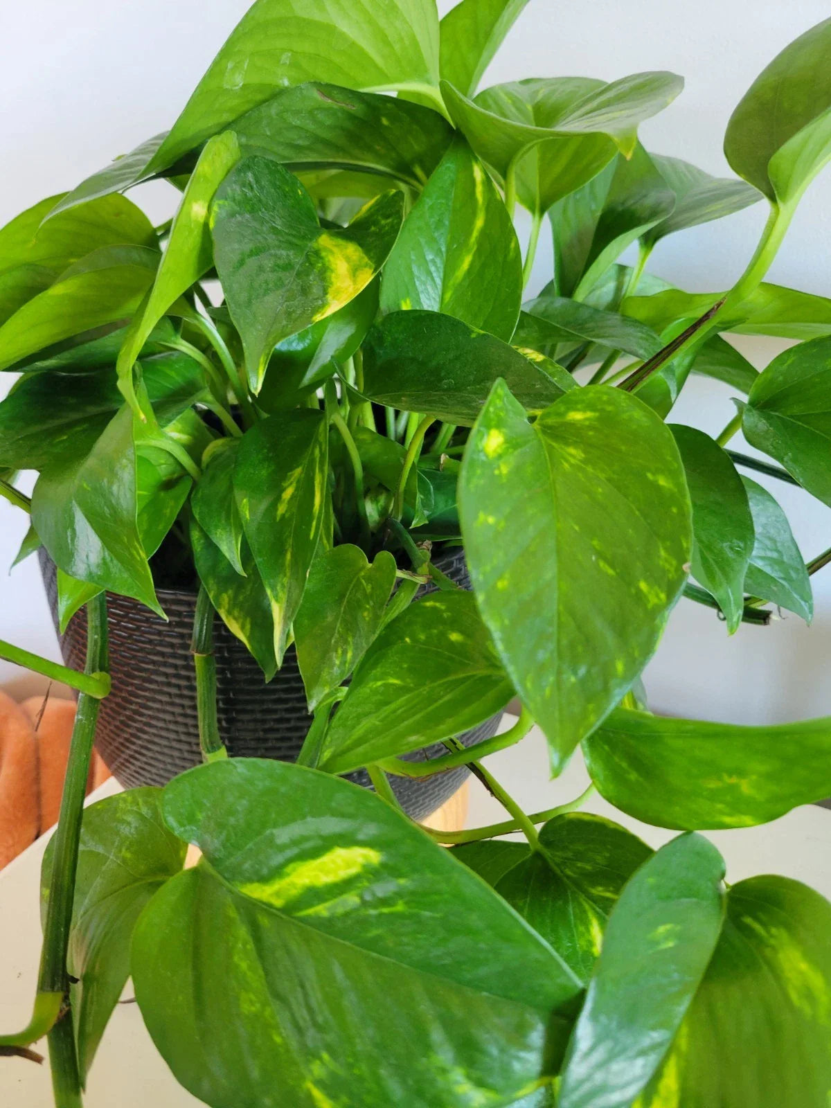 Pothos Cuttings - 3 Unrooted Hawaiian Epipremnum aureum Indoor Plant Propagation, Trailing Vines