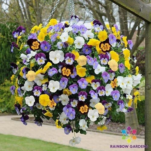 Cool Wave Mix Pansy Seeds - 200+ Pack - Viola wittrockiana - USA Grown