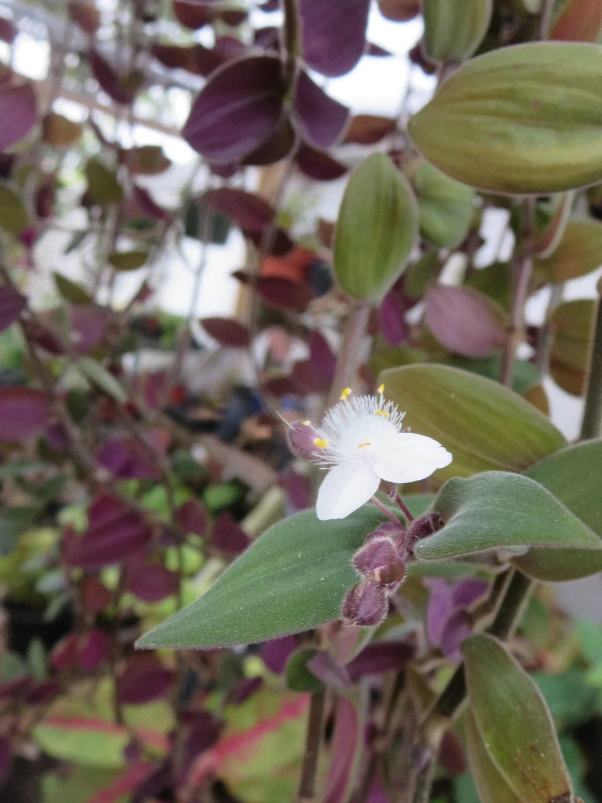 Unrooted Plant Cuttings - Baby Bunny Bellies Tradescantia fluminensis - Indoor Wandering Jew Plant - 10 Cuttings