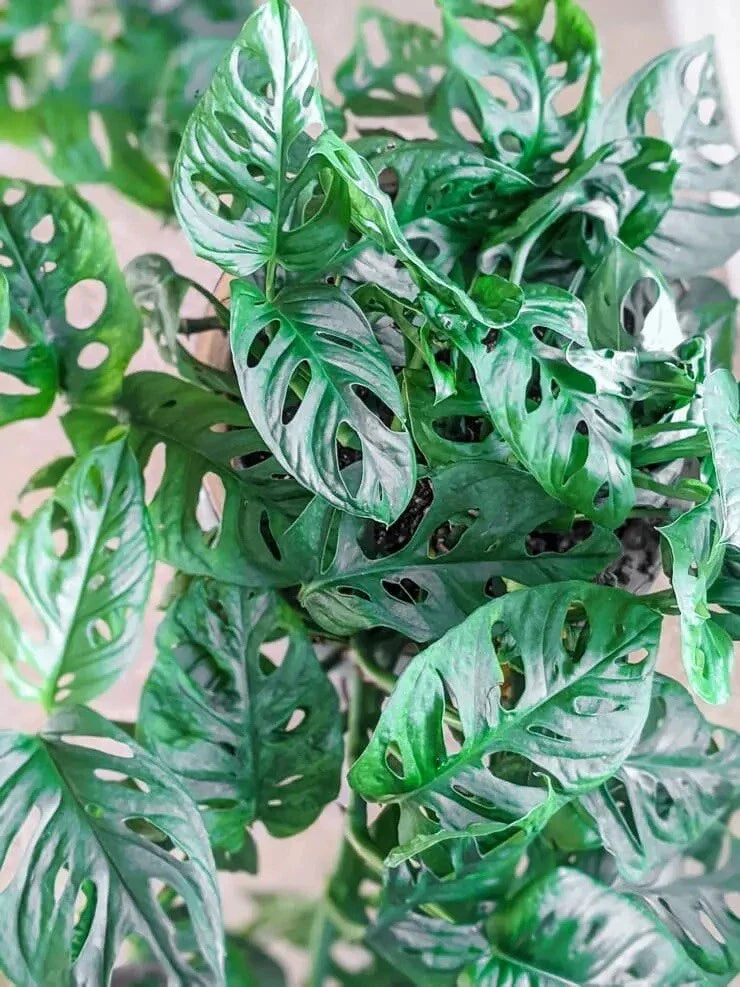 Monstera Adansonii Swiss Cheese Cuttings – Indoor/Outdoor House Plant, 3 Healthy Propagation Cuttings, Tropical Vining Foliage
