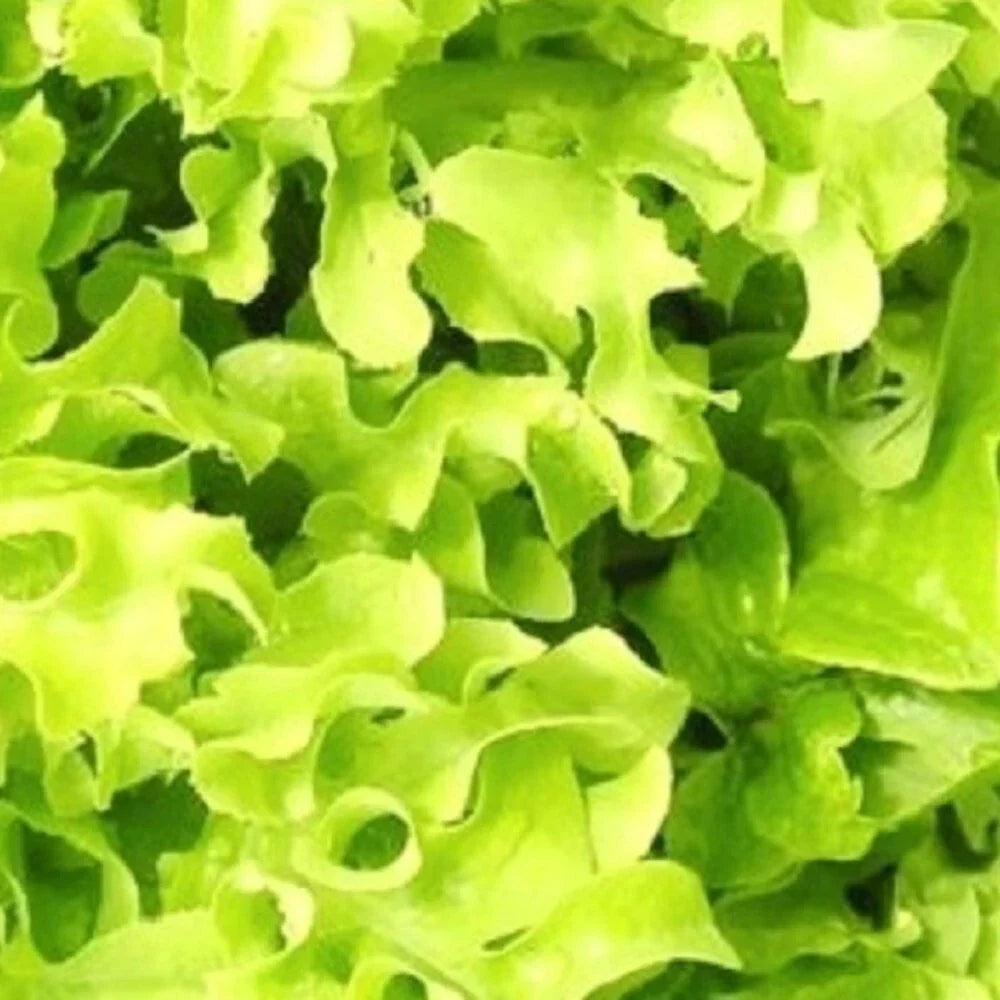 Salad Bowl Lettuce Seeds | Non-GMO Heirloom Lactuca sativa | Frilly Green and Red Leaves | Garden, Container Planting