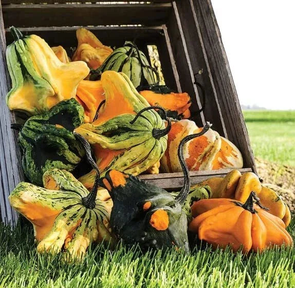 Gremlins Gourd Seeds for Planting | Decorative Fall Décor | Cucurbita pepo