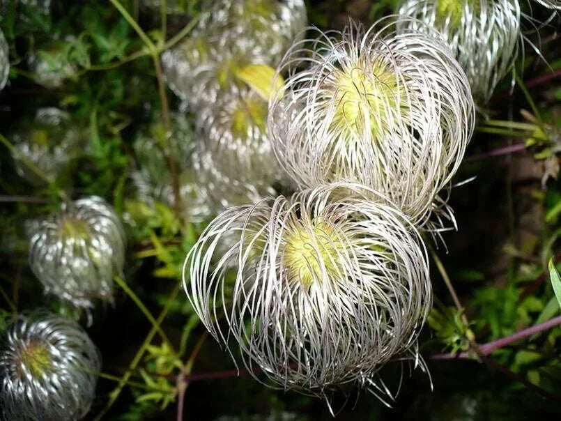 Golden Clematis Seeds - Clematis tangutica, 30 Seeds, Flowering Climbing Vine