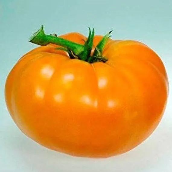 Amana Orange Tomato Seeds - 30 Non-GMO Heirloom Variety, Solanum lycopersicum, Bright Orange, Sweet Flavor