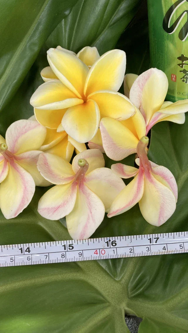 Plumeria Plants 2 Pack – Hawaiian Temple Tree Frangipani in White, Yellow, Pink – Tropical Garden or Indoor Plant