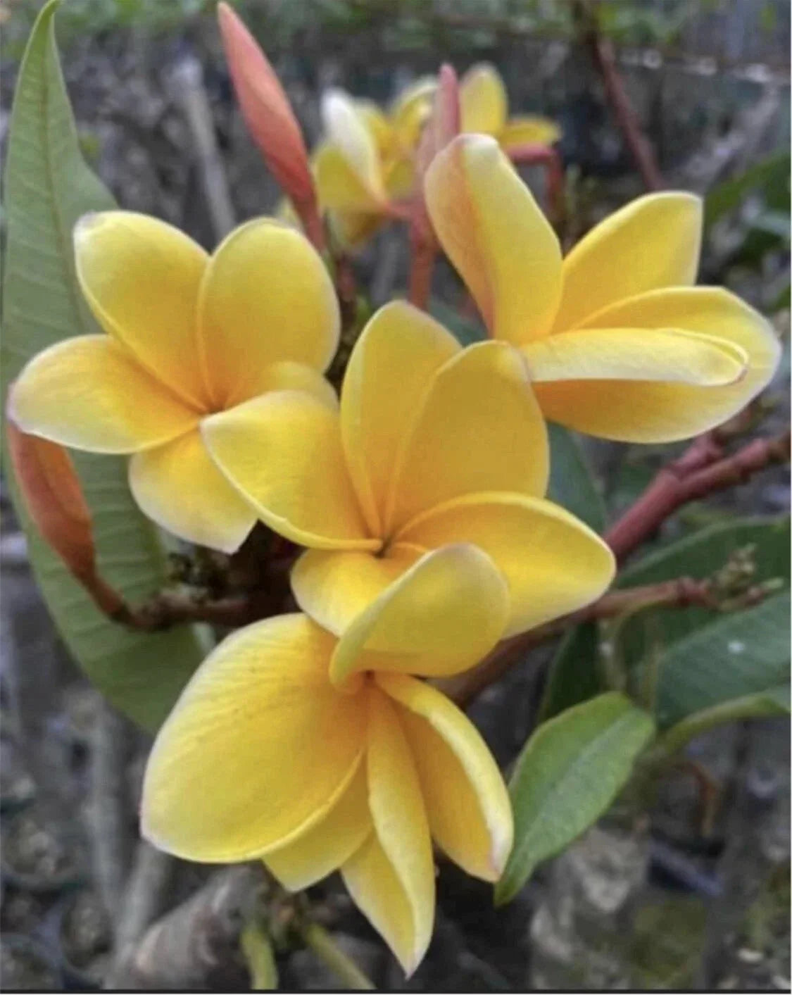 Rooted Plumeria Cutting - Aztec Gold - 16-inch Tropical Frangipani Plant for Garden or Indoor Use